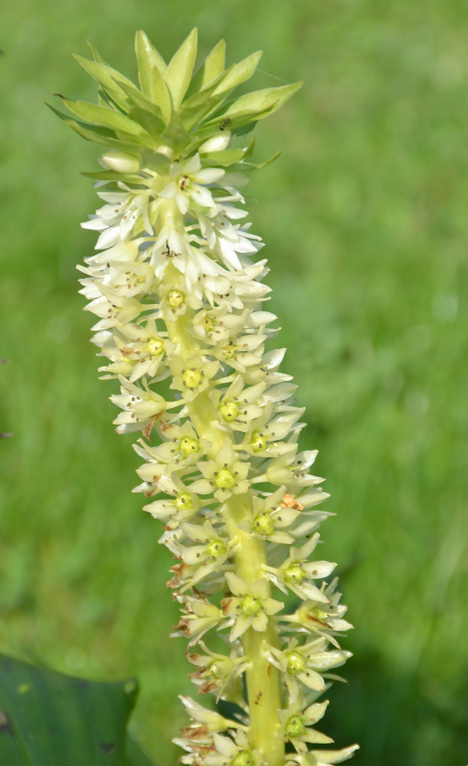 Ananasblume (Eucomis)