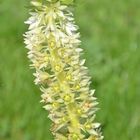 Ananasblume (Eucomis)