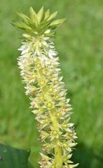 Ananasblume (Eucomis)