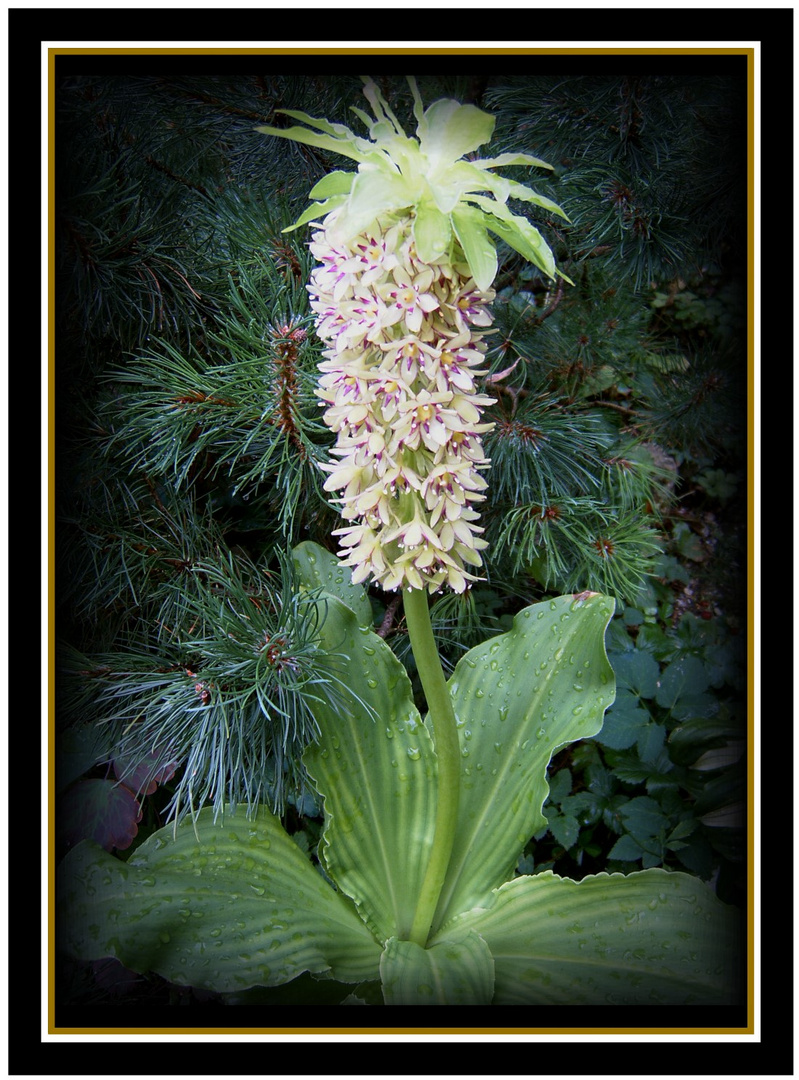 Ananasblume in voller Blüte