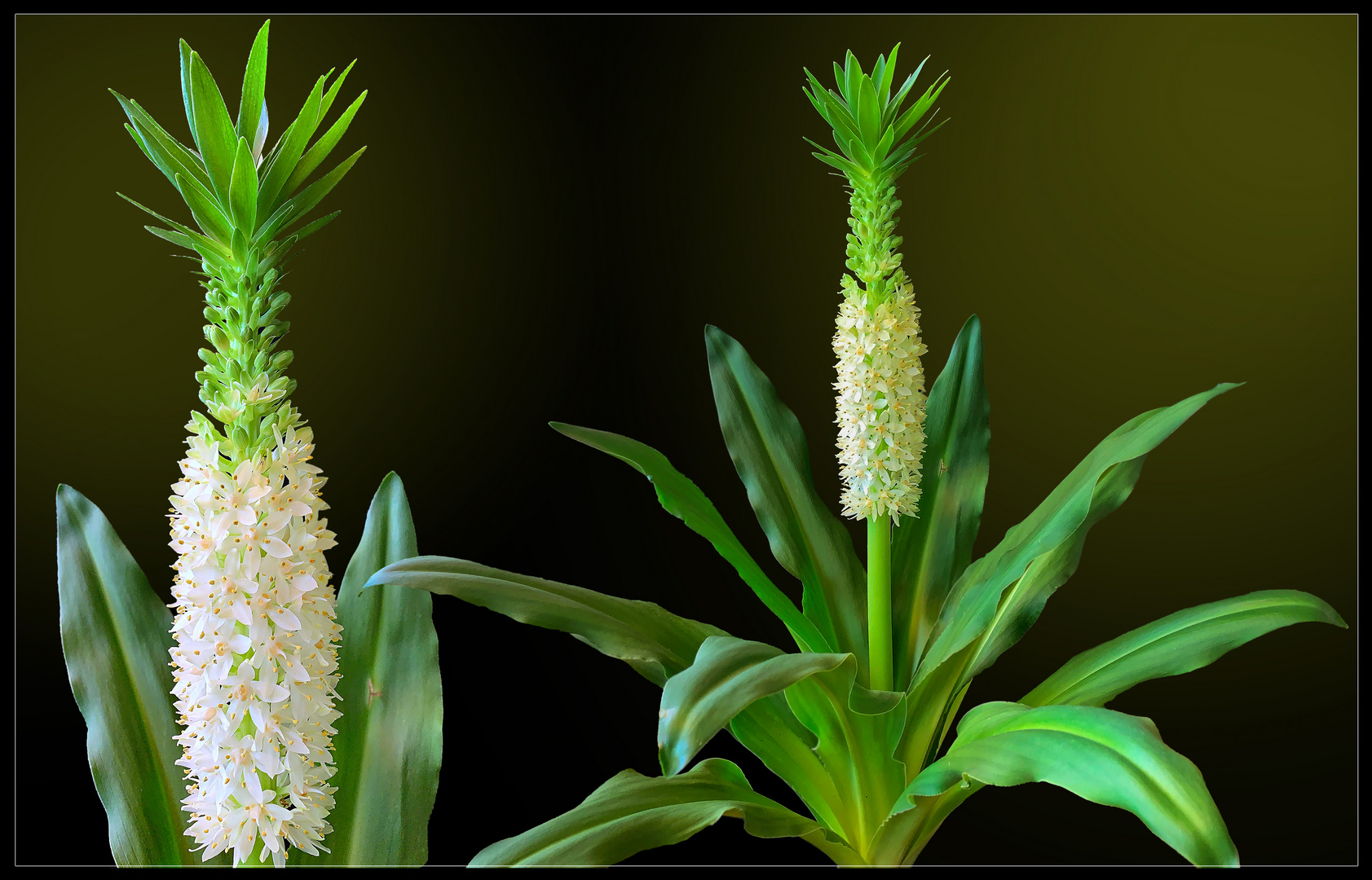 Ananaslilie ( Eucomis autumnalis)