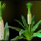 Ananaslilie ( Eucomis autumnalis)