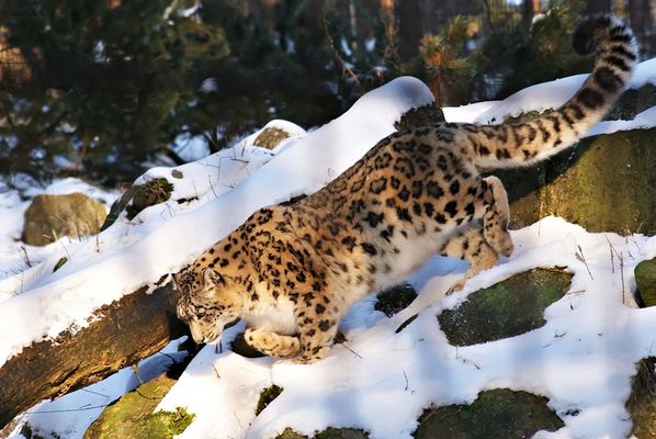 Anan...der Schnee Schleicher...