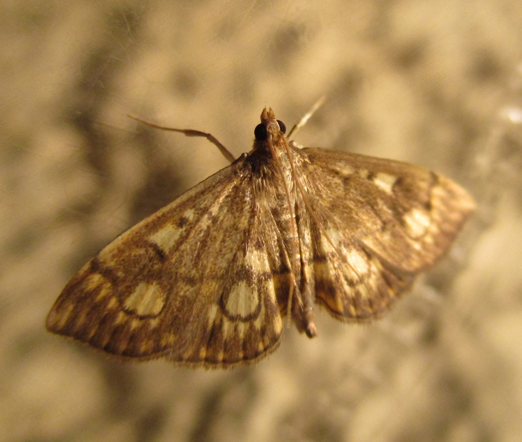 Anania coronata- Holunderzünsler 