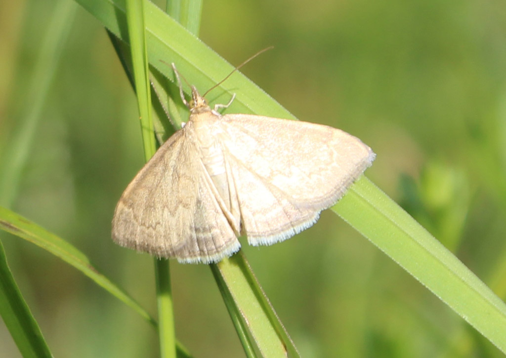 Anania ( Ebulea) crocealis  