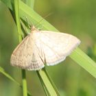 Anania ( Ebulea) crocealis  