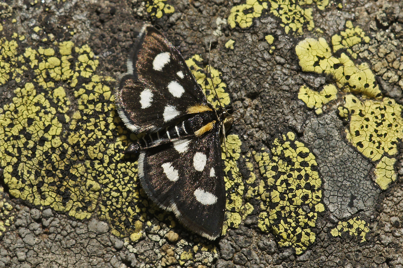 Anania funebris