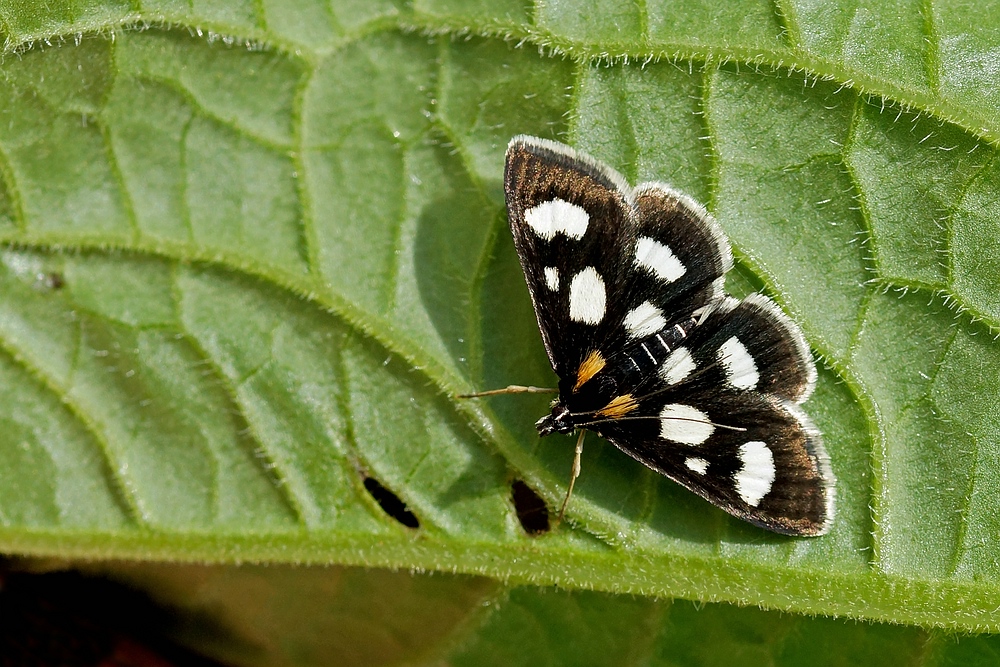 Anania funebris