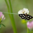 Anania funebris die unbekannte Schönheit...