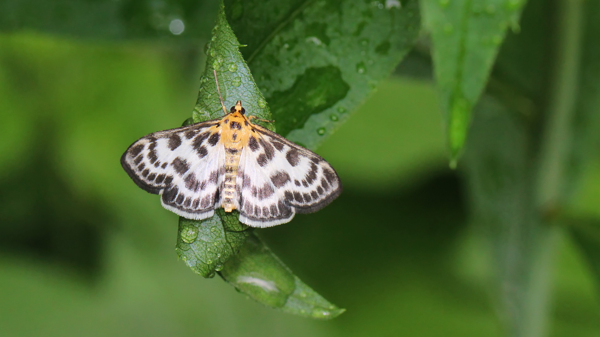 Anania hortulata