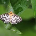 Anania hortulata