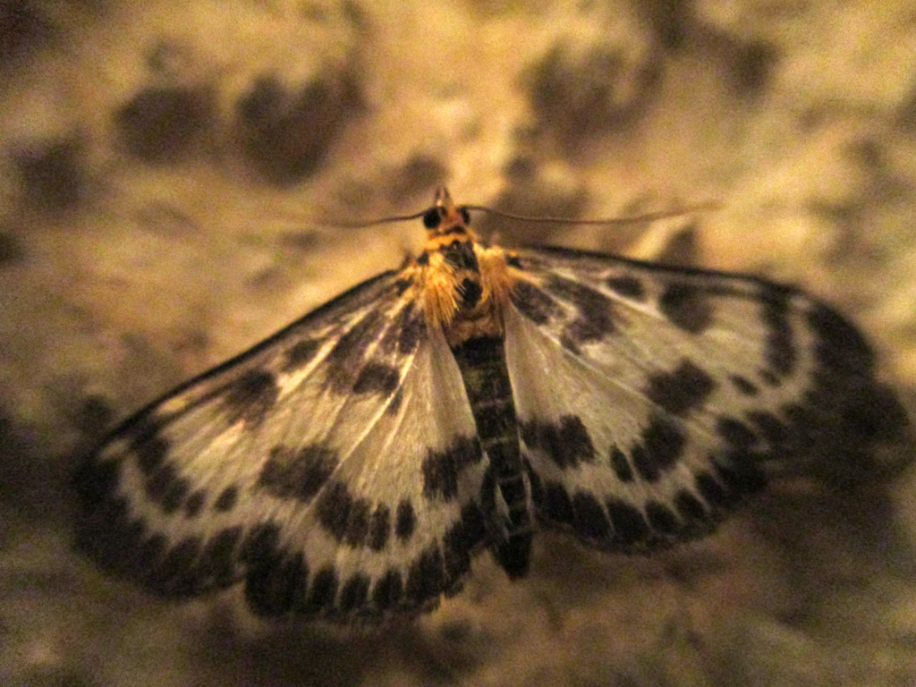 Anania hortulata- Brennesselzünsler 