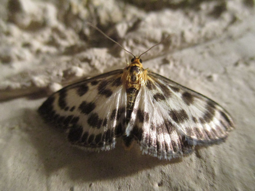  Anania hortulata, syn. Eurrhypara hortulata- Brennesselzünsler 