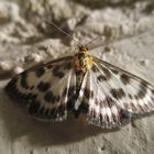  Anania hortulata, syn. Eurrhypara hortulata- Brennesselzünsler 