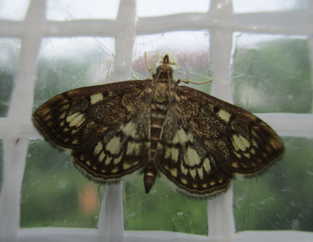 Anania (Phlyctaenia ) coronata- Holunderzünsler