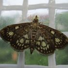 Anania (Phlyctaenia ) coronata- Holunderzünsler