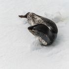 Anarctic Sound - Seeleopard 