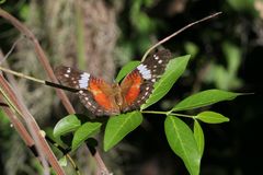 Anartia amarthea