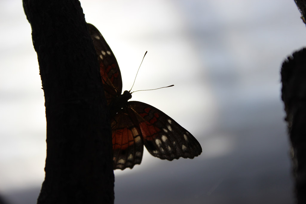 Anartia amarthea