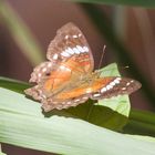 Anartia amarthea