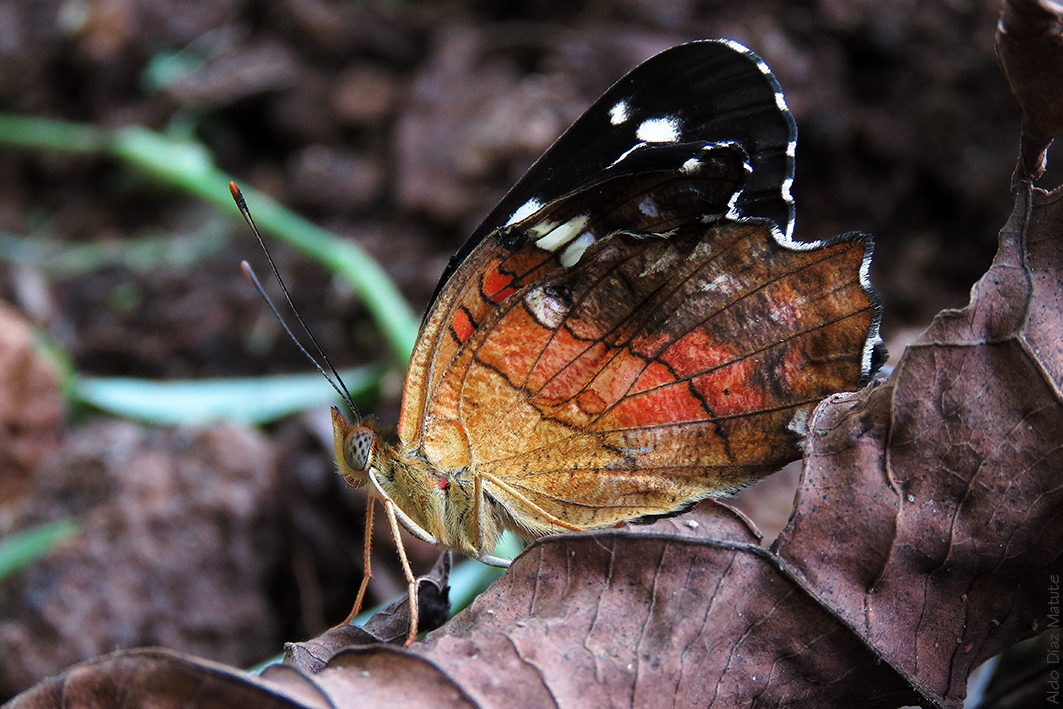 Anartia amathea