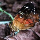 Anartia amathea