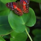 Anartia amathea