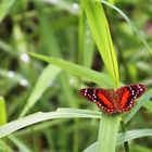 Anartia amathea