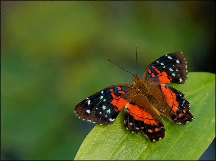 Anartia Amathea