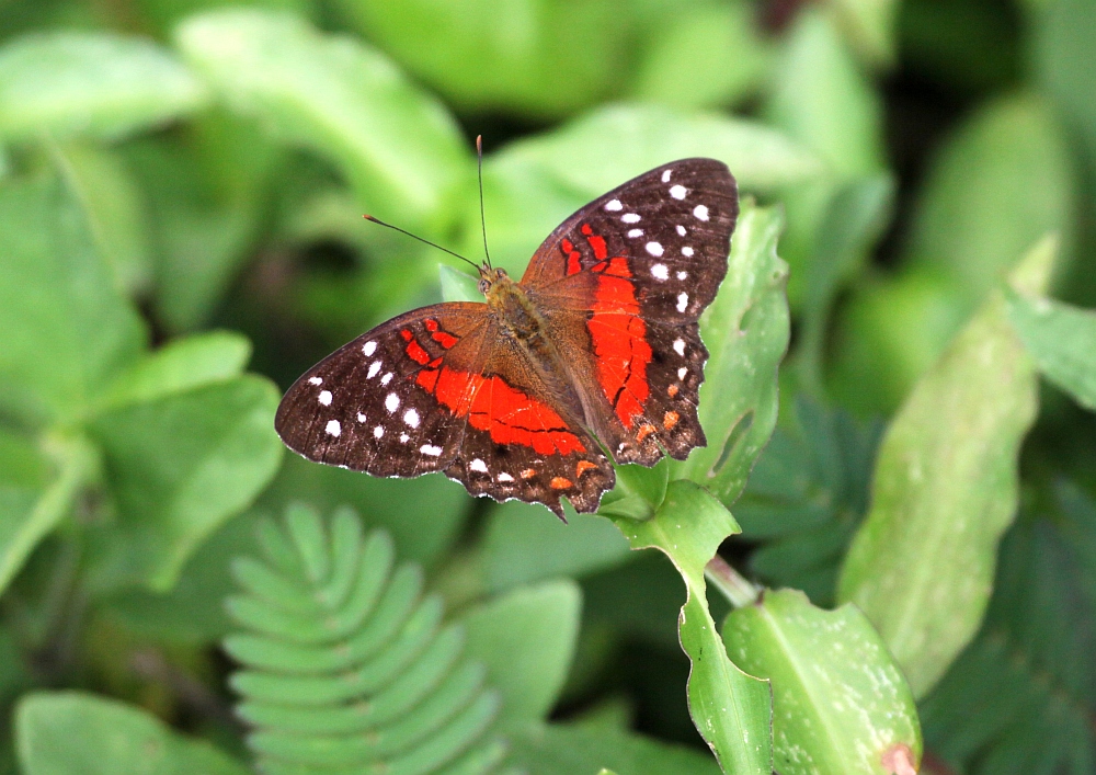 Anartia amathea