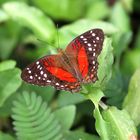 Anartia amathea