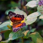 Anartia amathea