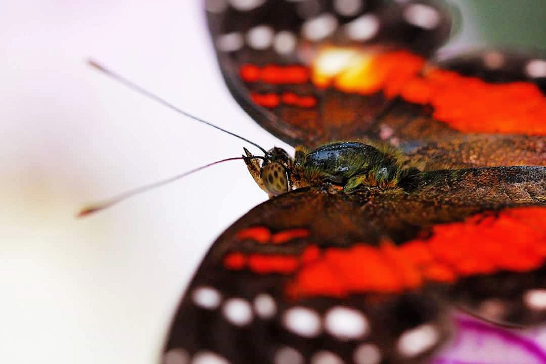 Anartia amathea