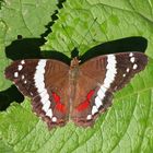 Anartia fatima