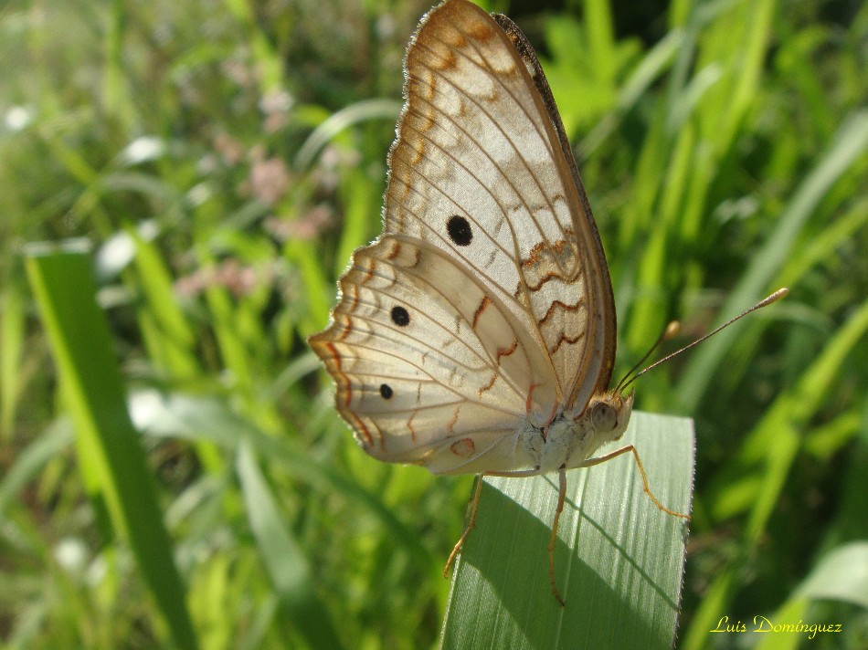 Anartia Jatropae I