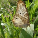 Anartia Jatropae I