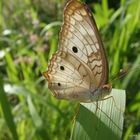 Anartia Jatropae I