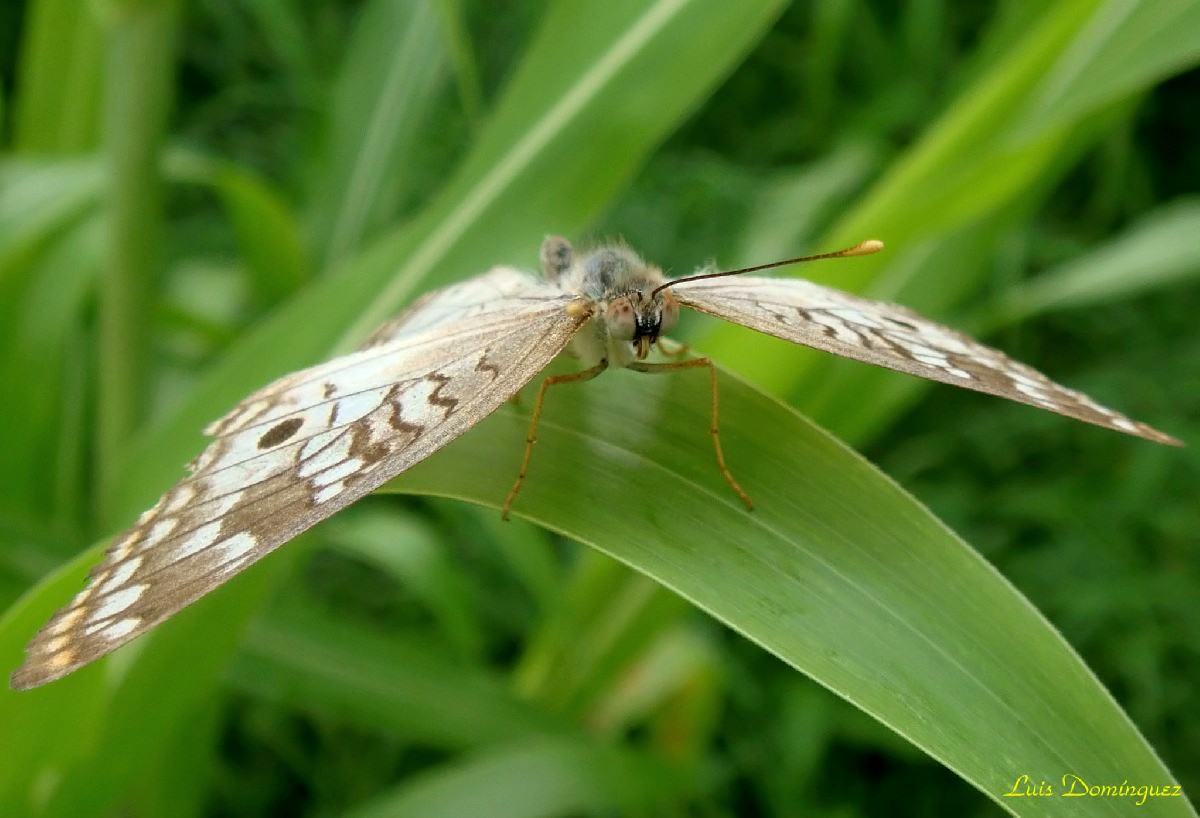 Anartia Jatrophae