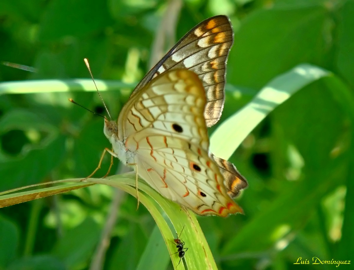 Anartia Jatrophae