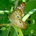 Anartia Jatrophae