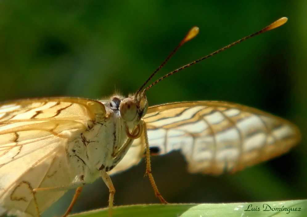 Anartia Jatrophae II