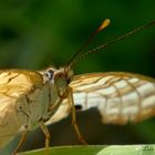 Anartia Jatrophae II