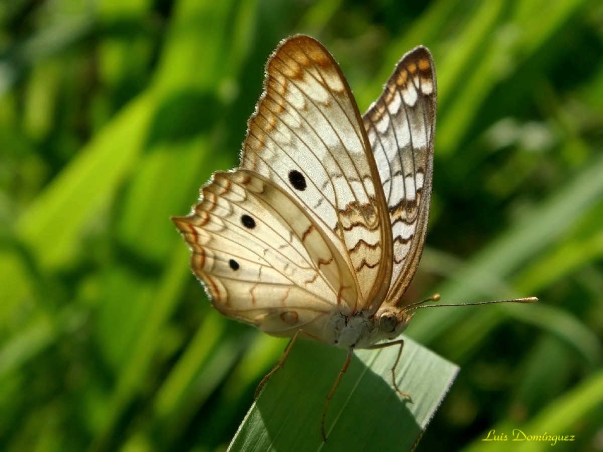 Anartia Jatrophae III