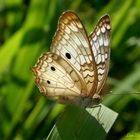 Anartia Jatrophae III