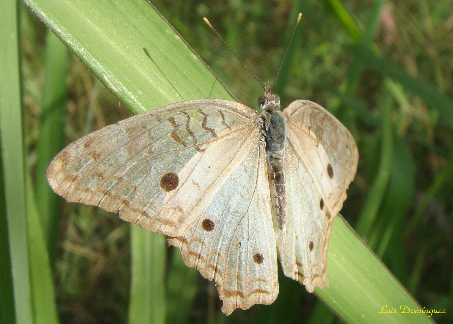 Anartia Jatrophae IV