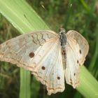 Anartia Jatrophae IV