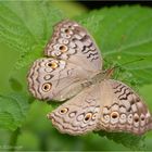 Anartia jatrophae (Linnaeus, 1763)