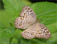 Anartia jatrophae (Linnaeus, 1763)