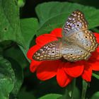 Anartia jatrophae luteipicta, WHITE PEACOCK.