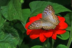 Anartia jatrophae luteipicta, WHITE PEACOCK.